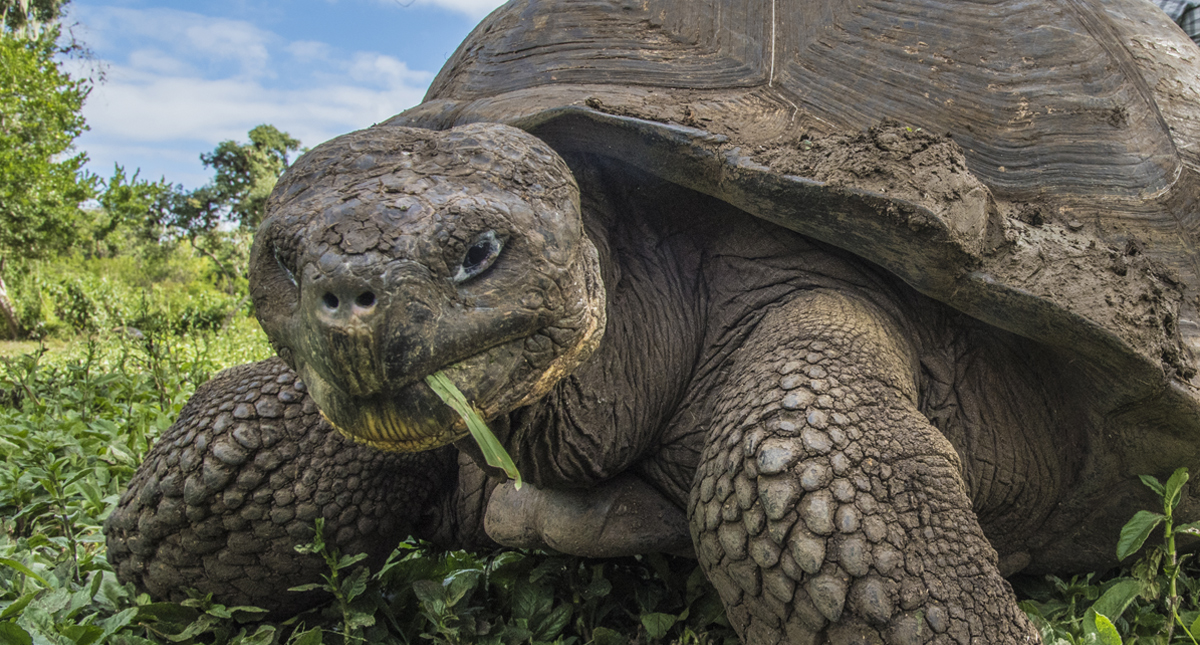 Galapagos turtle