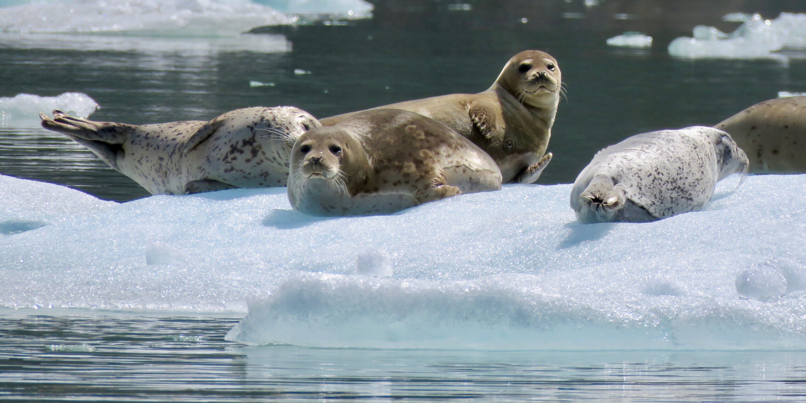 seals in Alaska