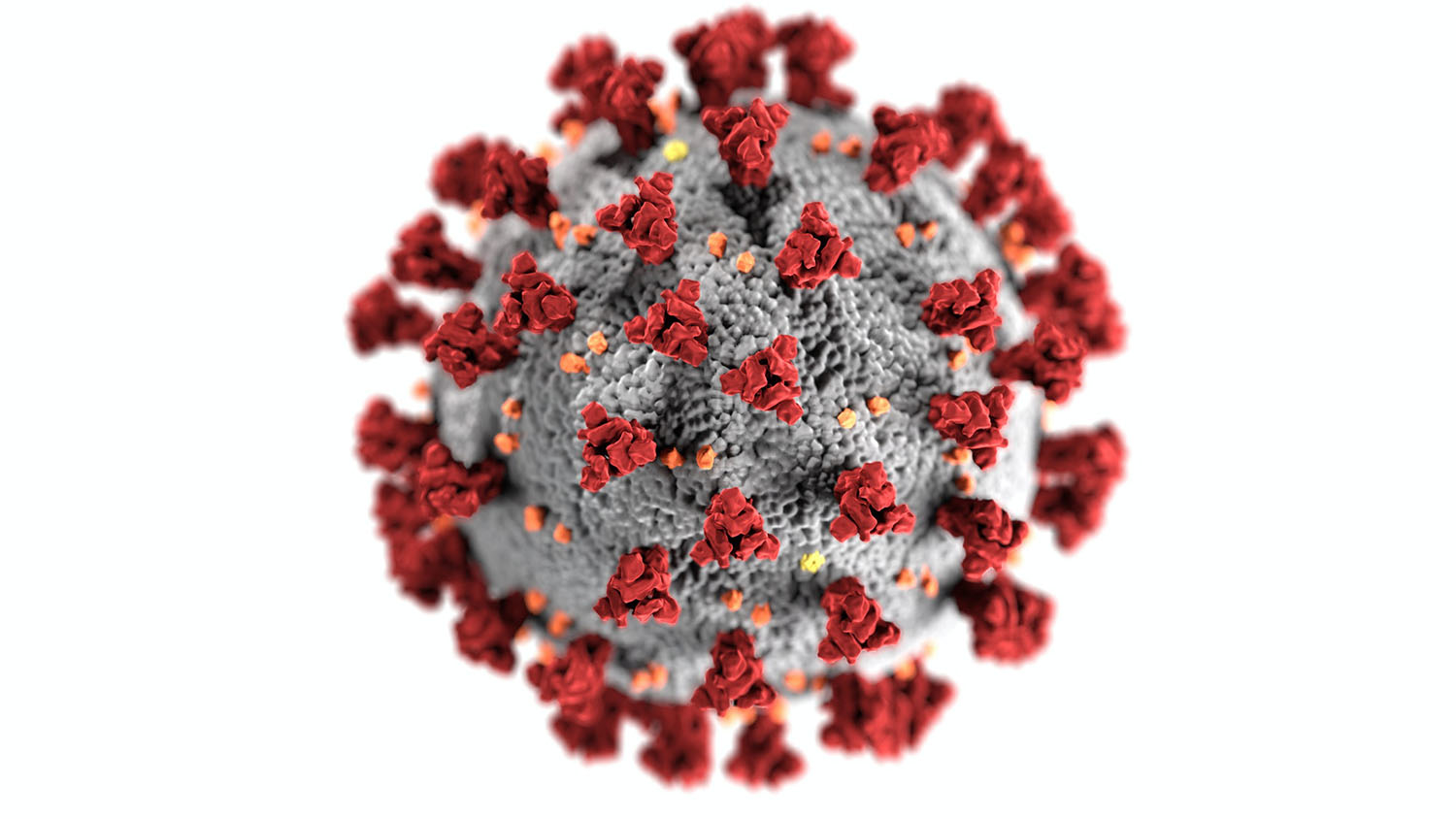 drawing of the SARS-CoV-2 virus.