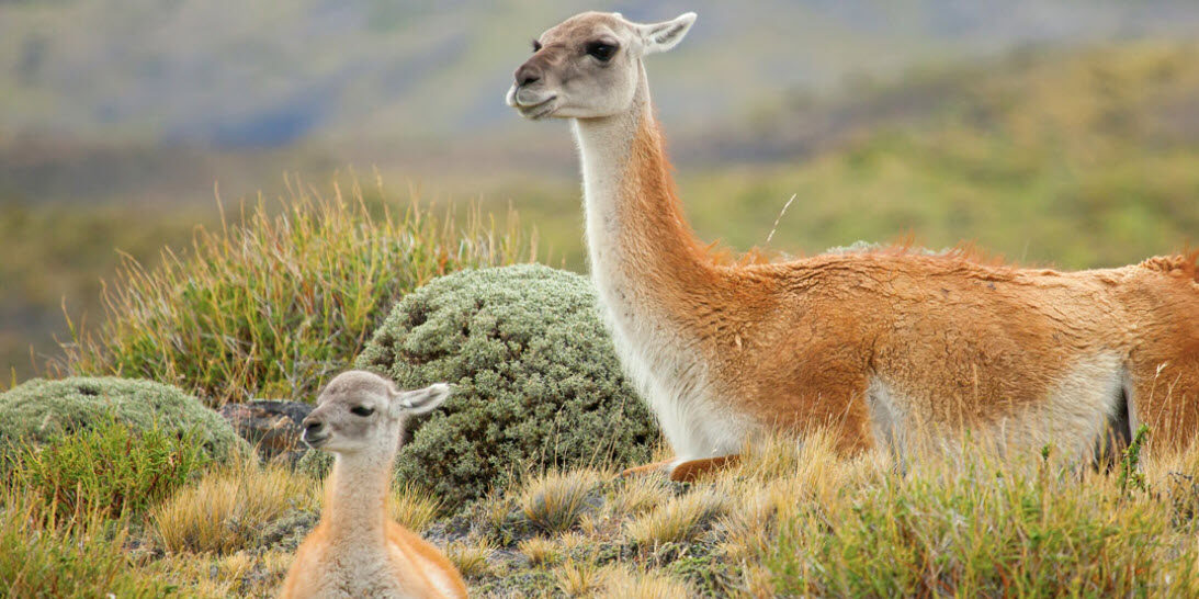 Llamas in Chile