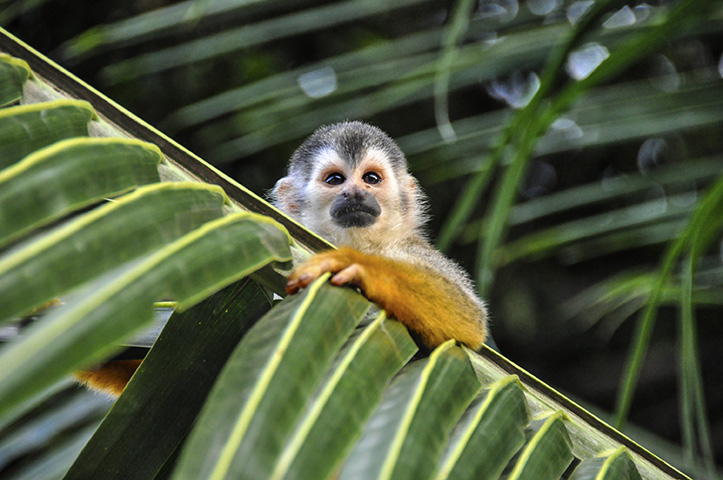 Cute Little Squirrel Monkey
