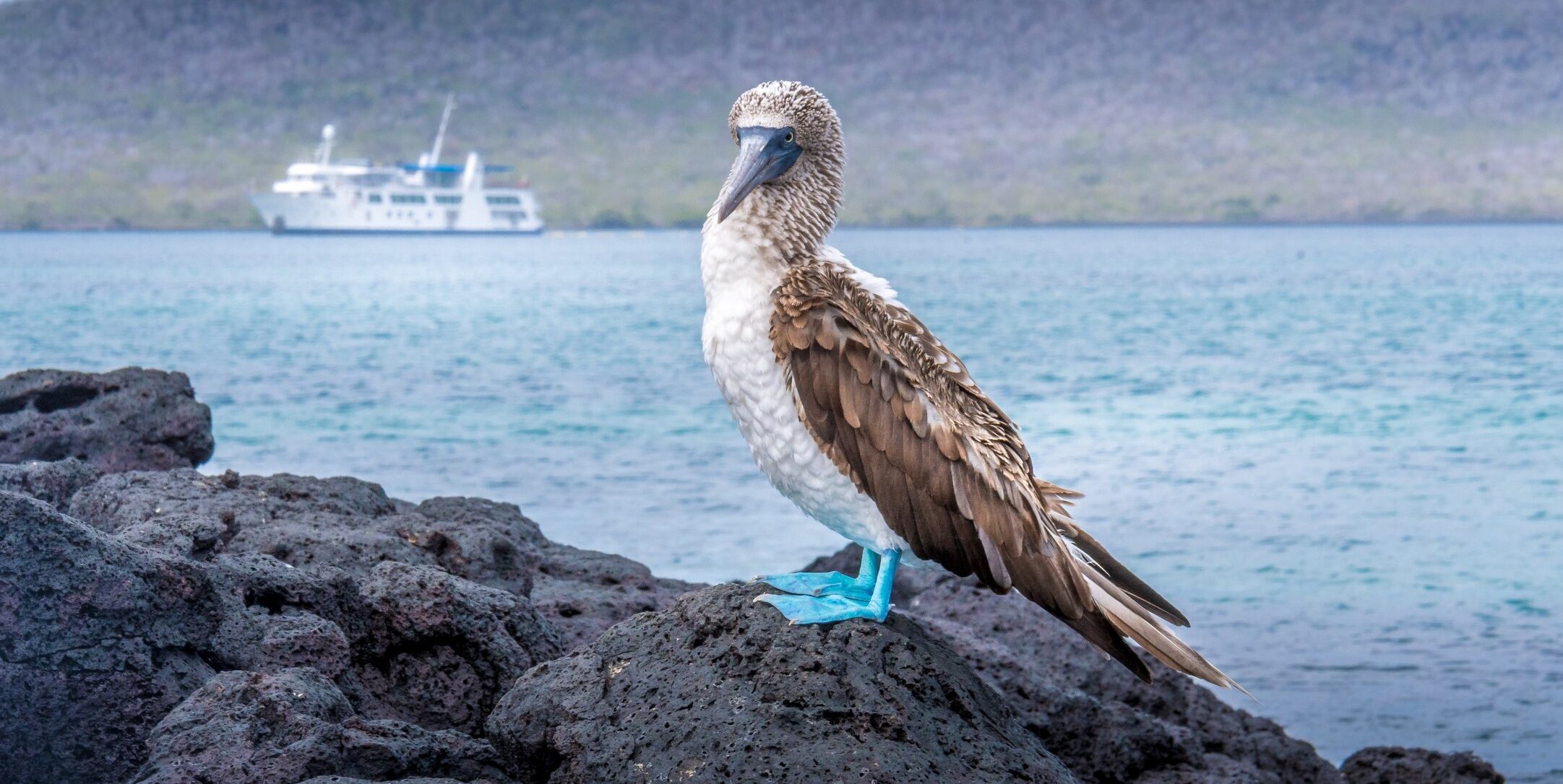 Galapagos: Blue footed booby