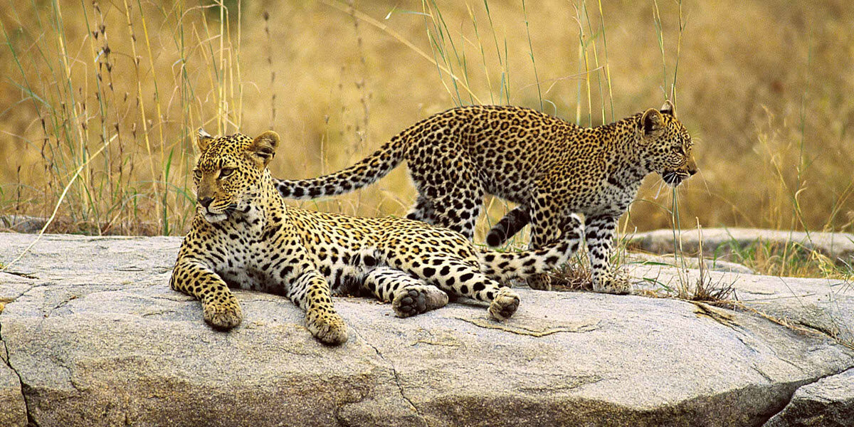 Leopard cubs