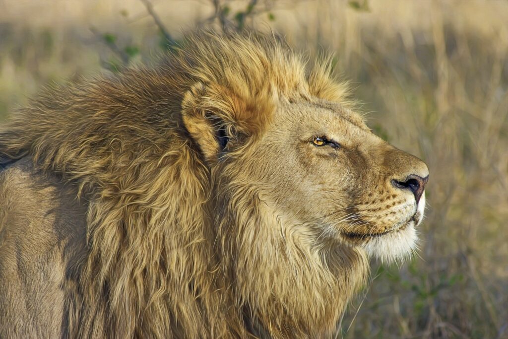 Lion in Kenya