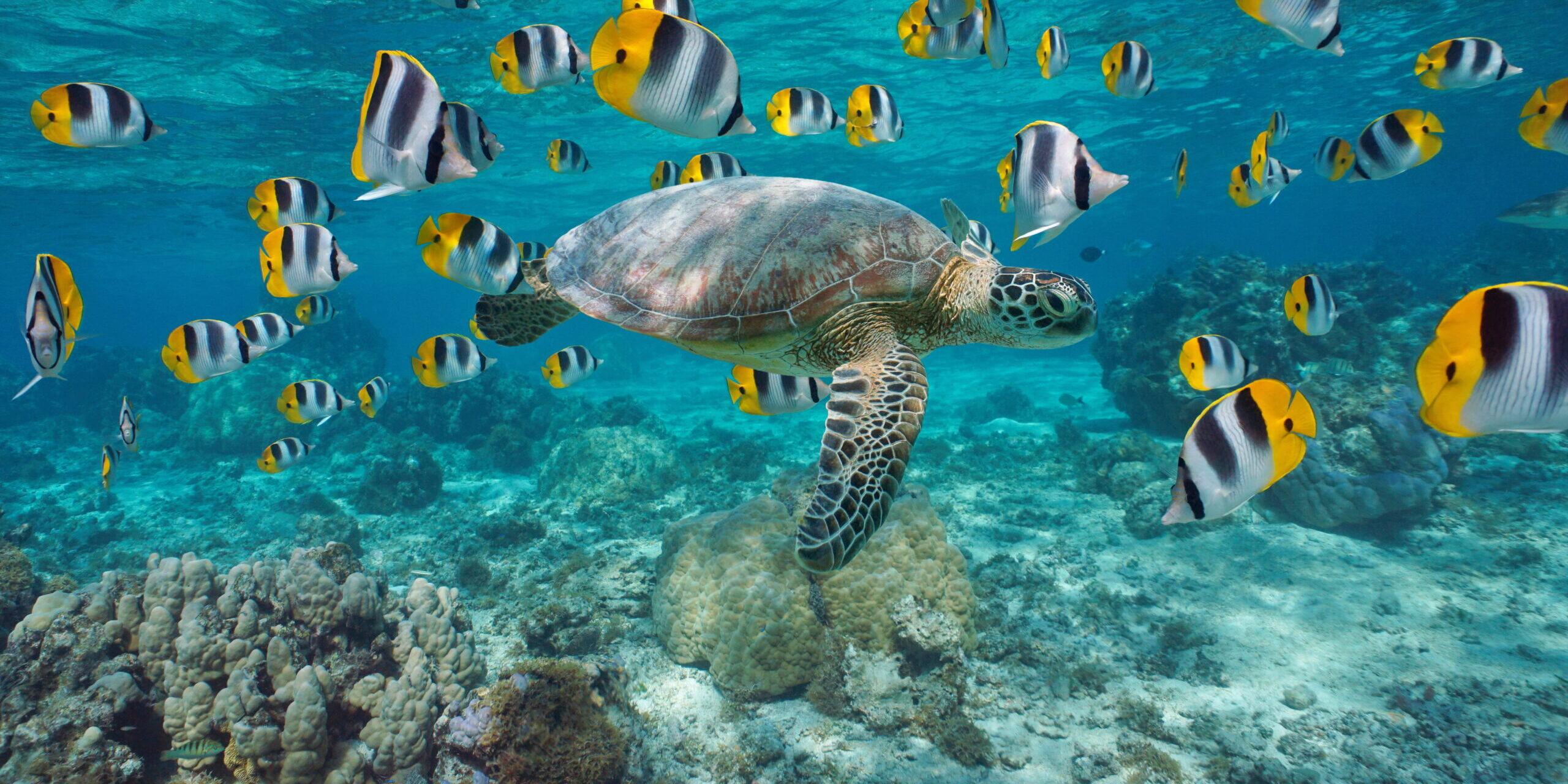 Sea turtle with school of fish French Polynesia
