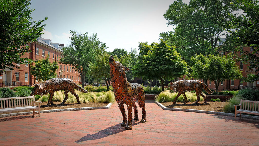 NC State wolf statues