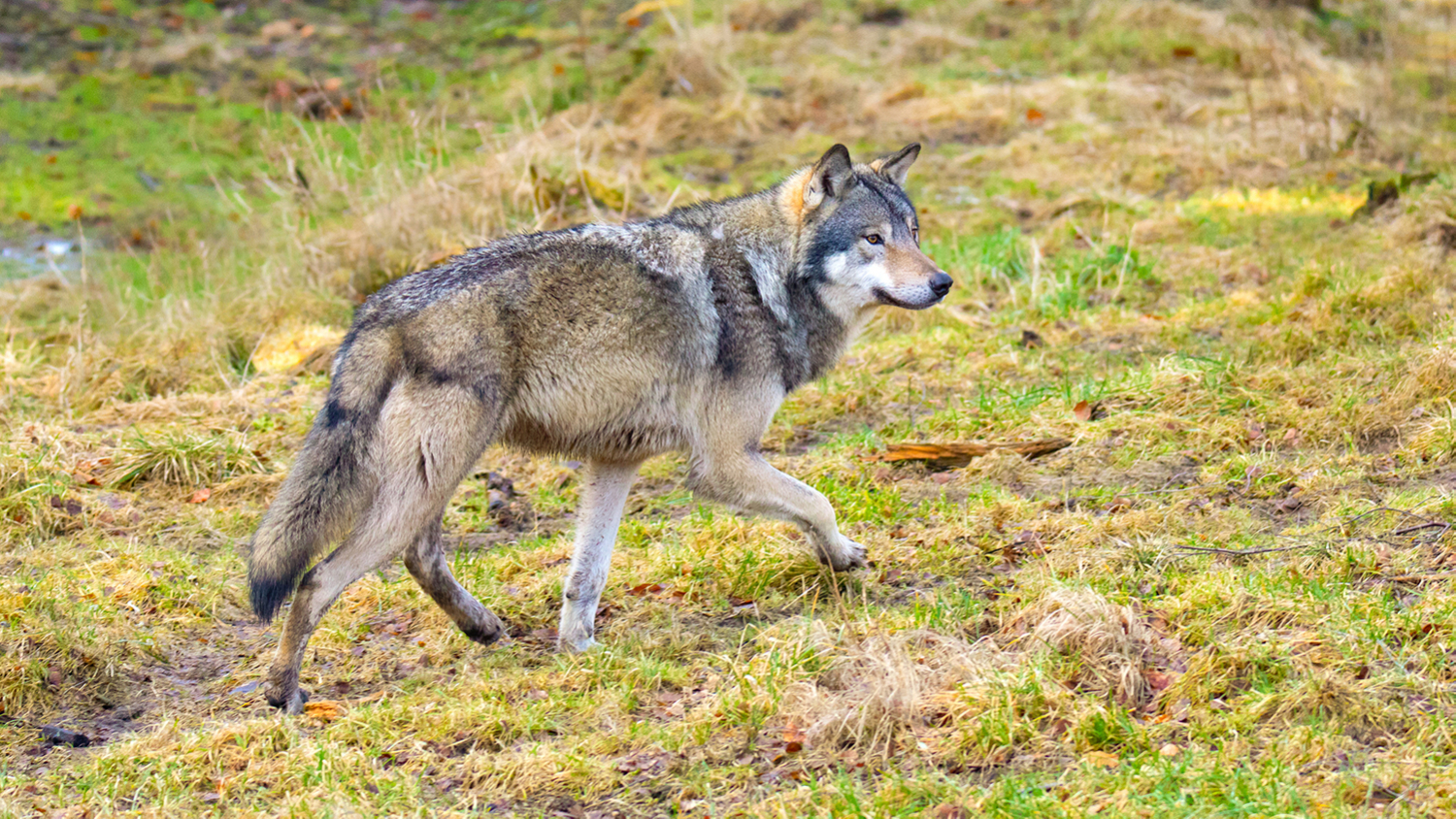 Gray wolf