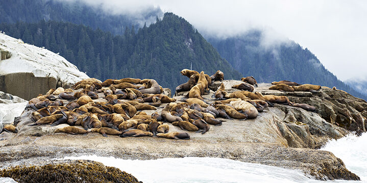 Alaskan seals
