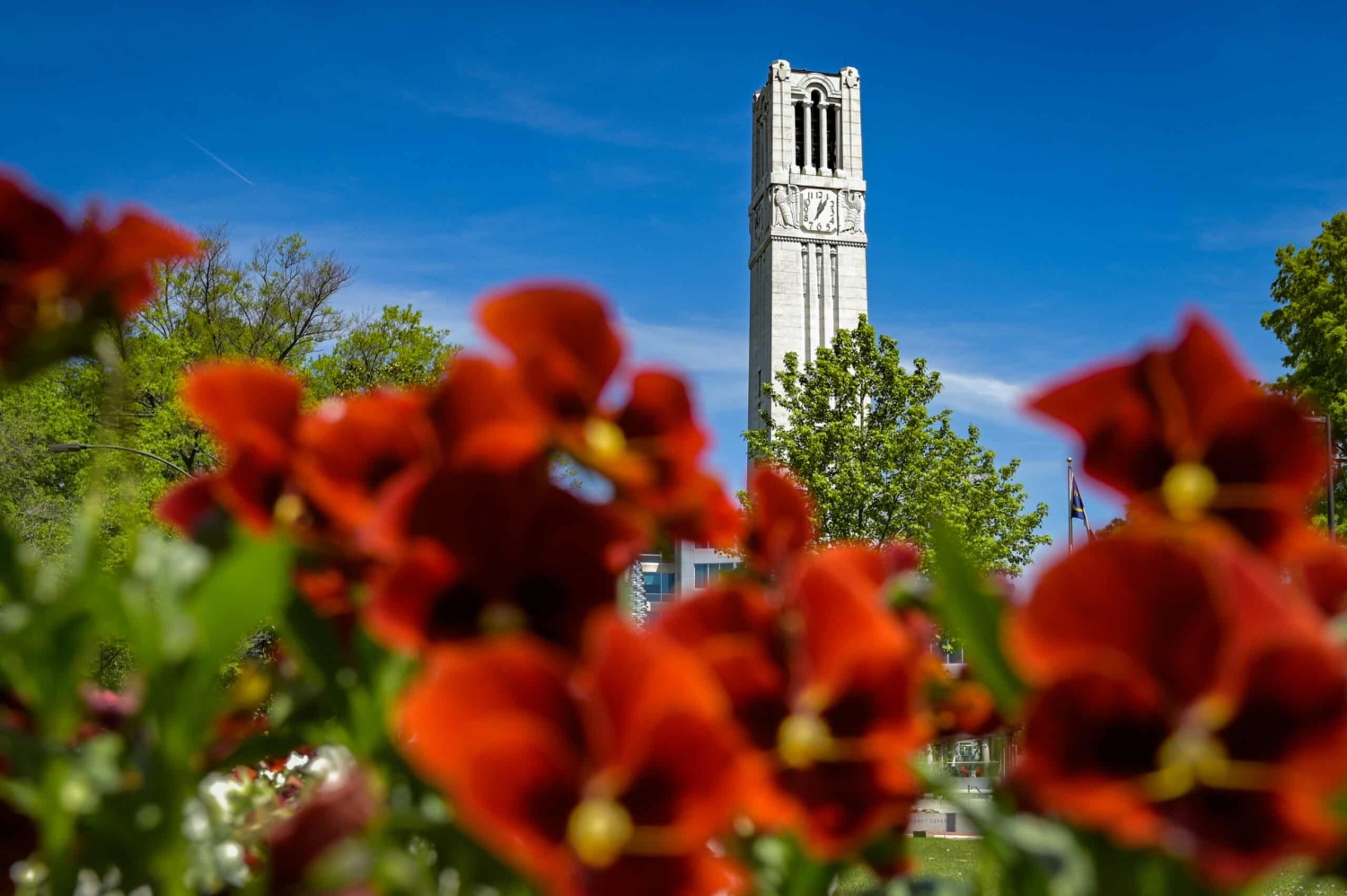 The NC State belltower with spring blooms.