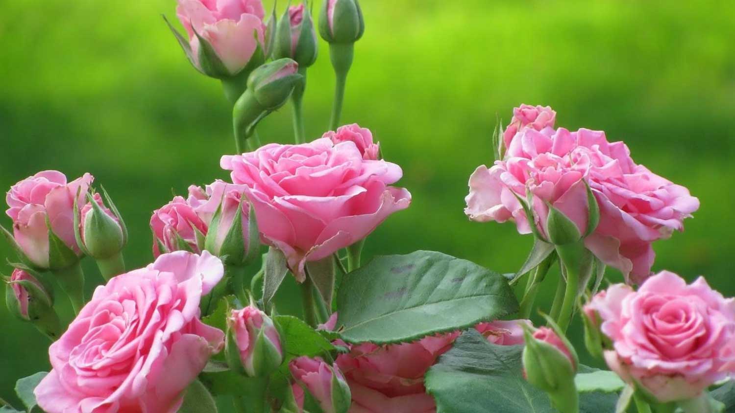 A close-up of pink roses in full bloom.